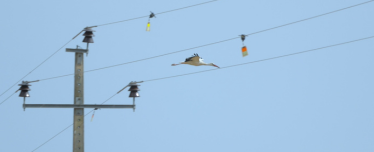 Proteção da Avifauna