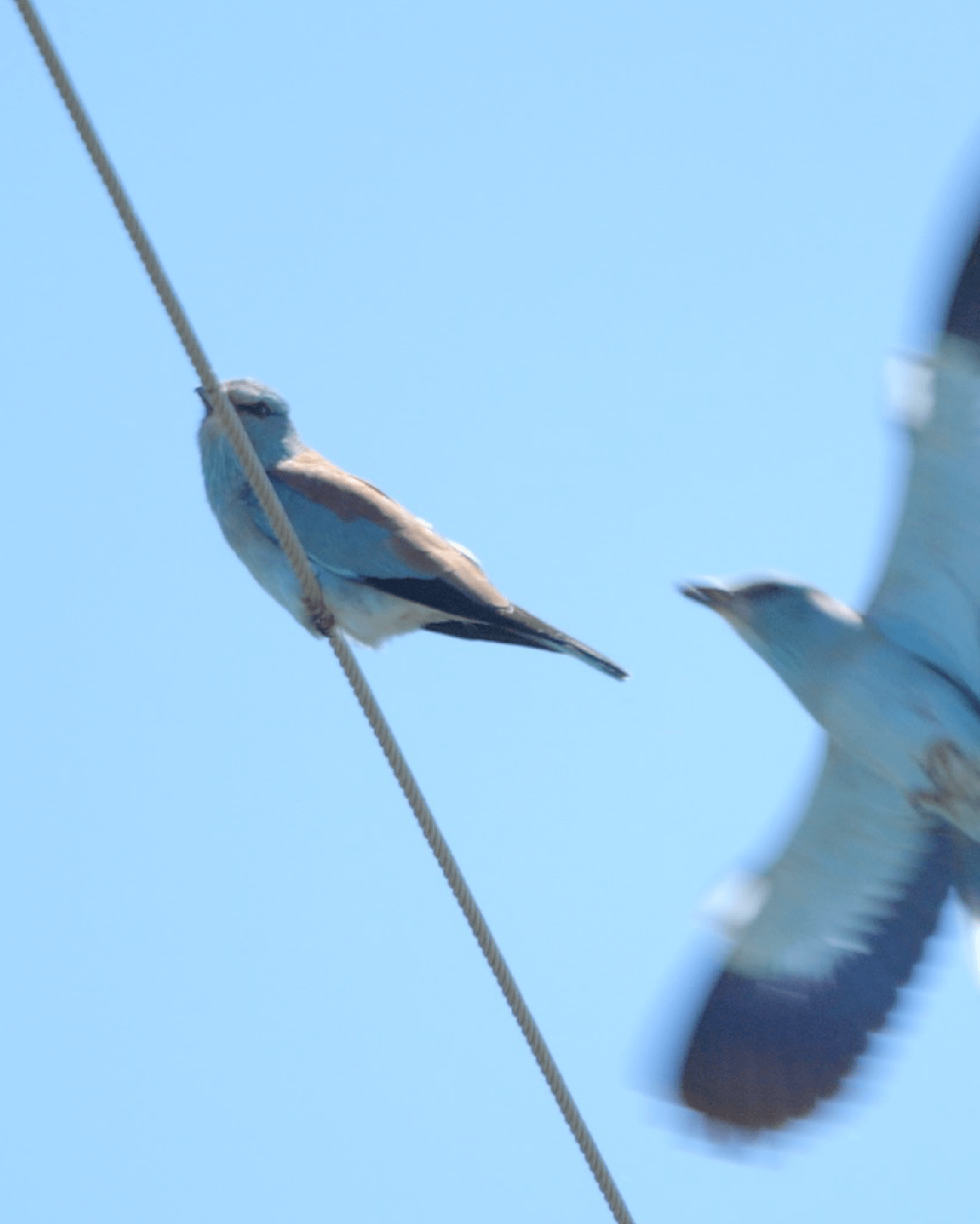 Proteger a avifauna