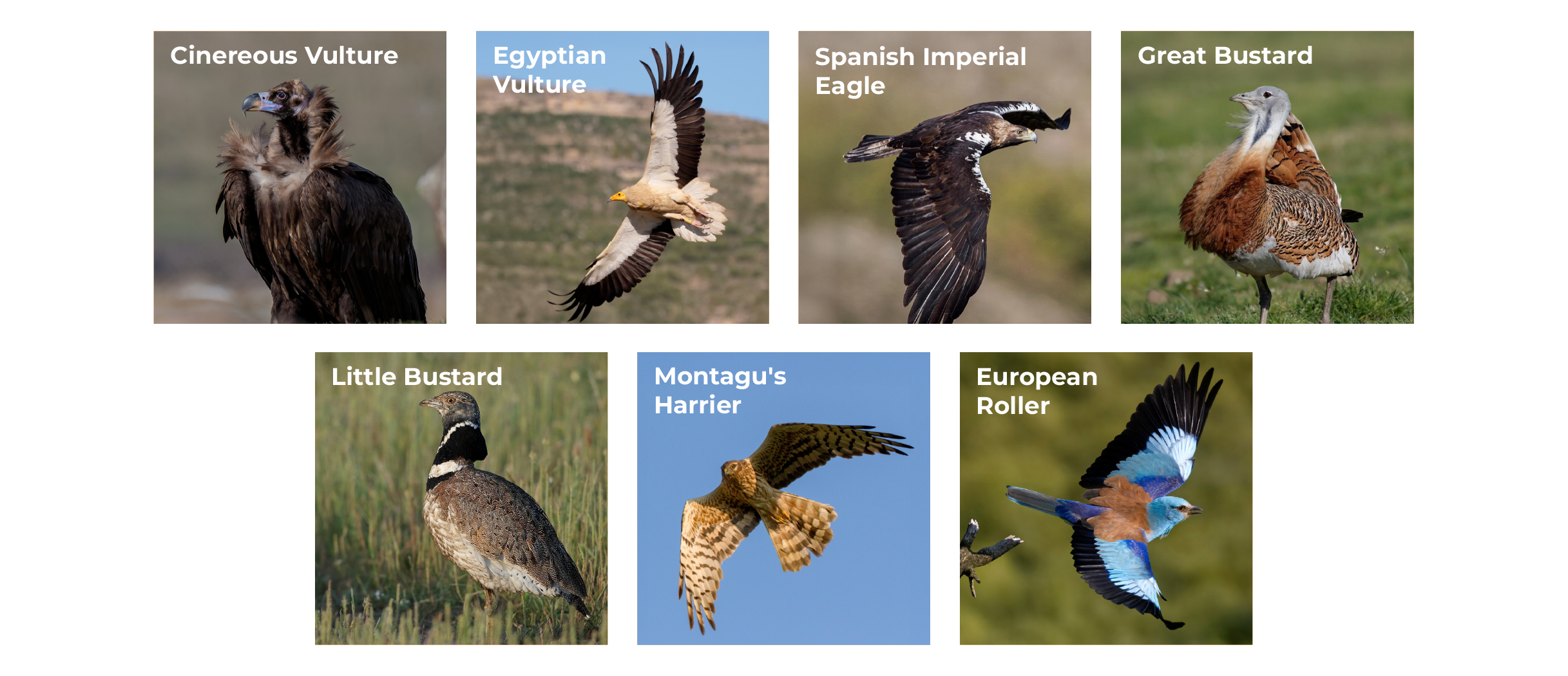 Threatened species